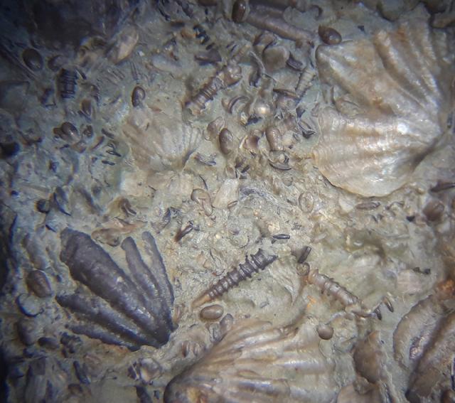 Tentaculites sp. SCHLOTHEIM 1820 - Bild © FossNet FossilienStore